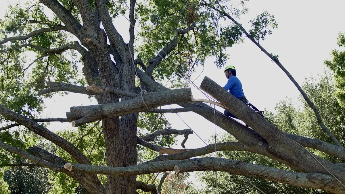 Professional Crown Thinning performed by certified arborists in Montchanin