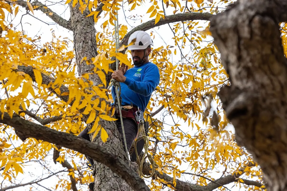 Skilled Tree Transplanting crew working in Montchanin