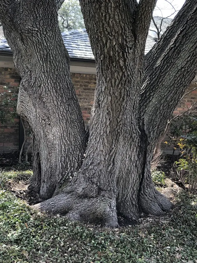 Mature heritage tree close to a Montchanin property cared for by certified arborists